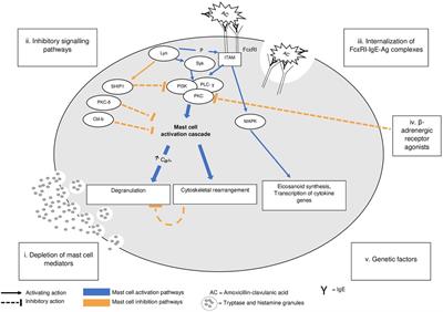 Case Report: Mast cell anergy: absence of symptoms after accidental re-exposure to amoxicillin/clavulanic acid 3 days after anaphylaxis